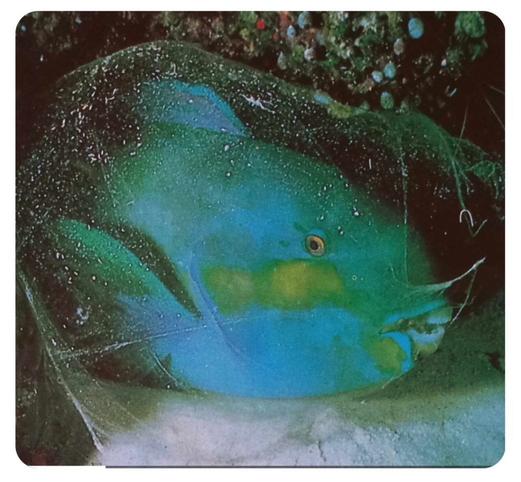 هل حقا ينام السمك