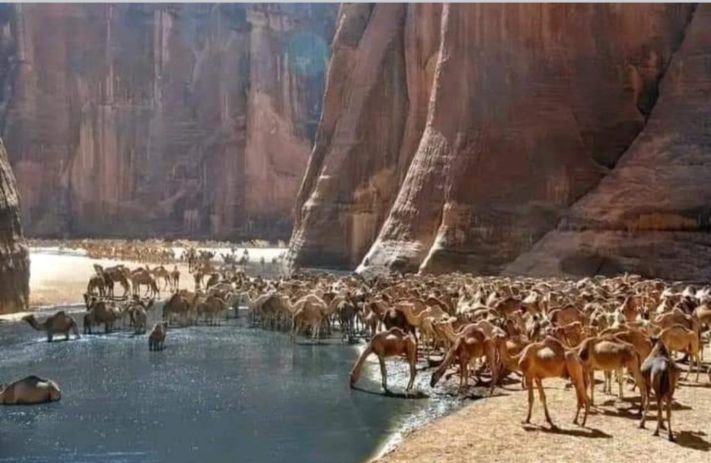 واحة آرشي بصحراء تشاد.الغريبة من نوعها على الأراضي الرطبة
