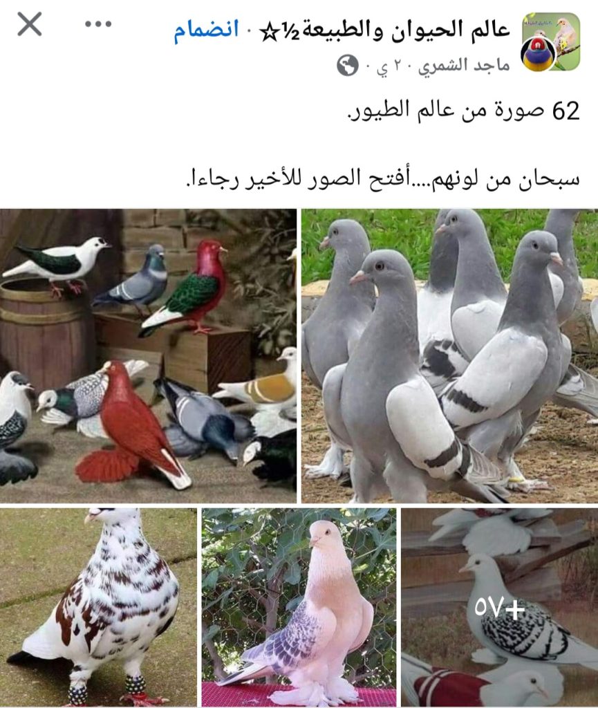 الطيور ترتدي ألوان الطبيعة.كالحمام والدجاج والطاووس والببغاء