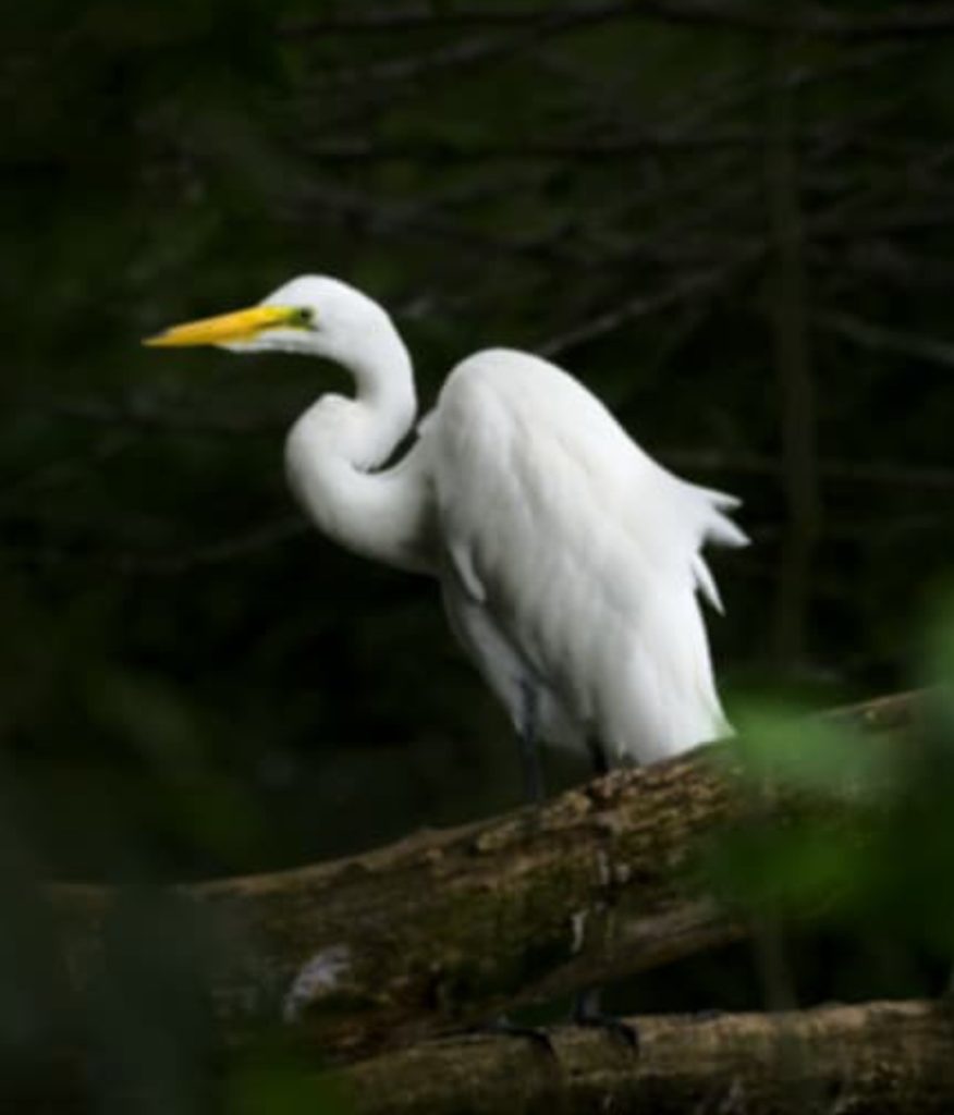 تصوير الحياة البرية بالشمس.ستة نصائح عليك التعرف عليها