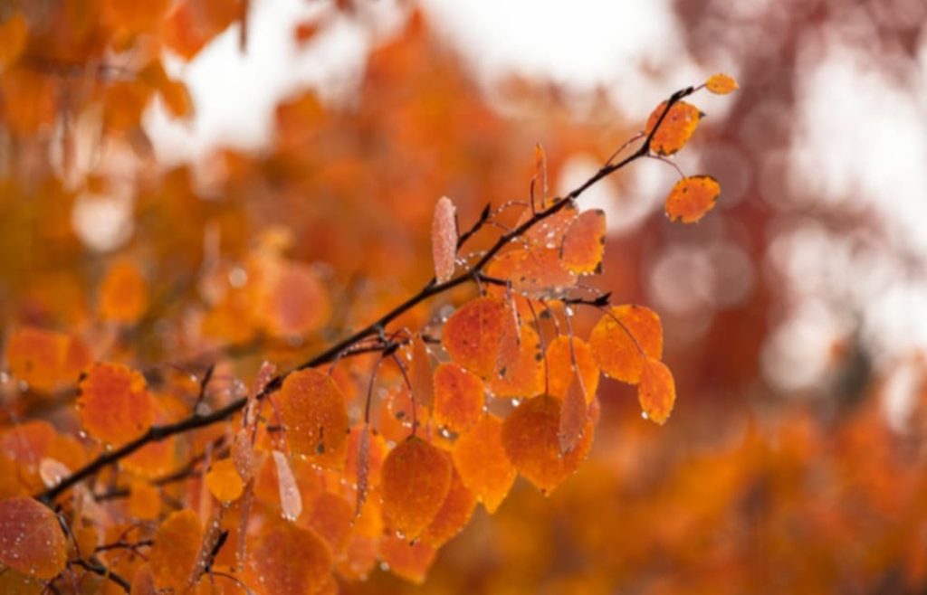 كيفية تصوير ألوان الخريف.والتوقيت والموقع مهمان للغاية لذلك.